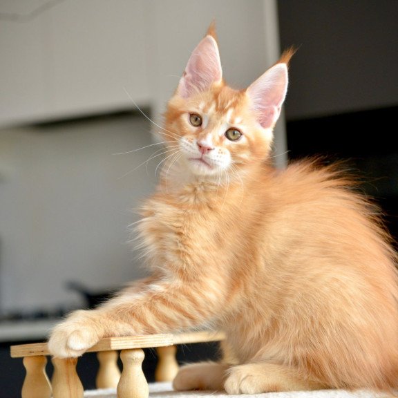 Maine Coon NOV Ylariel