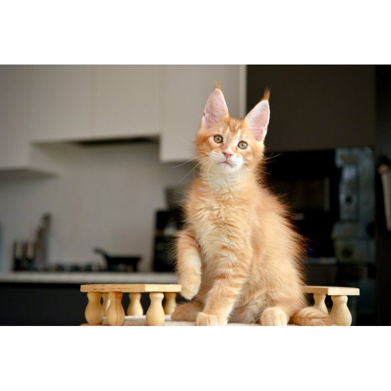 Maine Coon NOV Ylariel