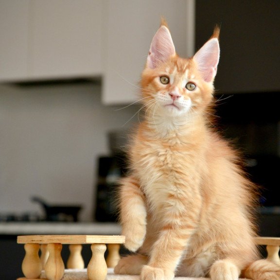 Maine Coon NOV Ylariel