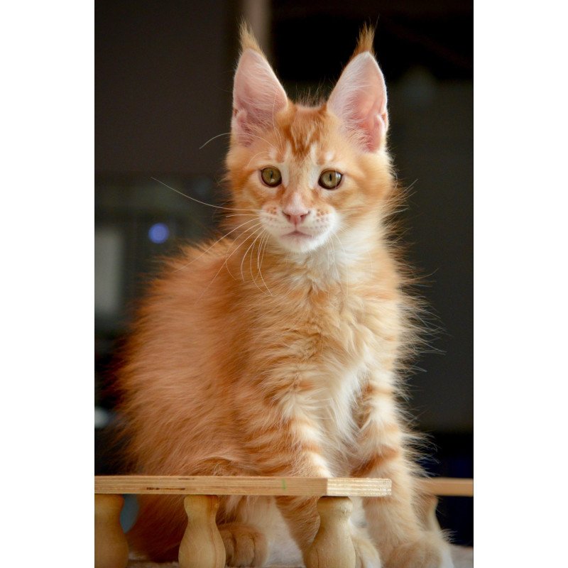Maine Coon NOV Ylariel