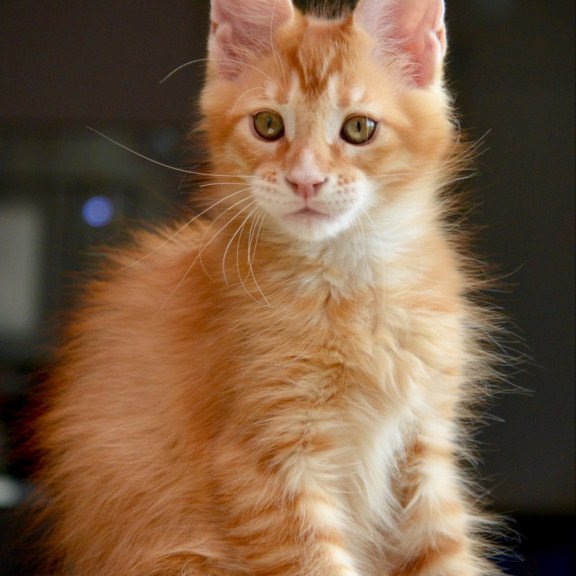 Maine Coon NOV Ylariel