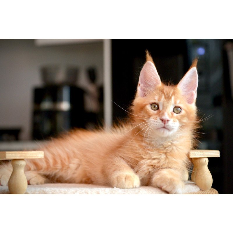 Maine Coon NOV Ylariel