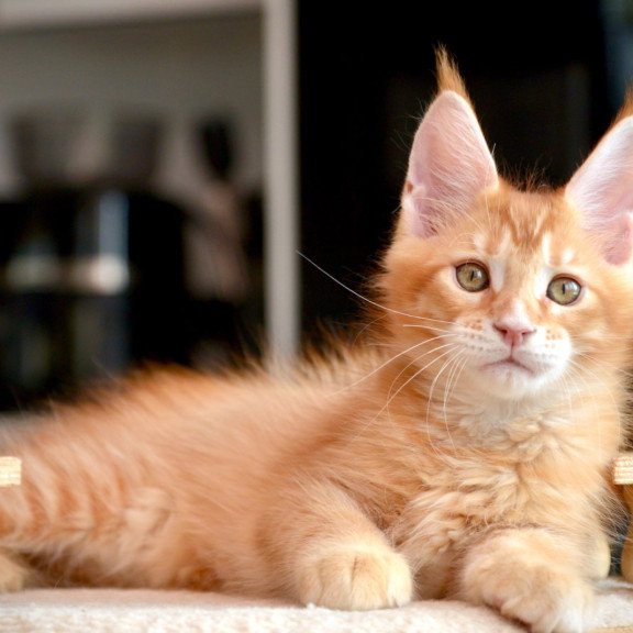 Maine Coon NOV Ylariel