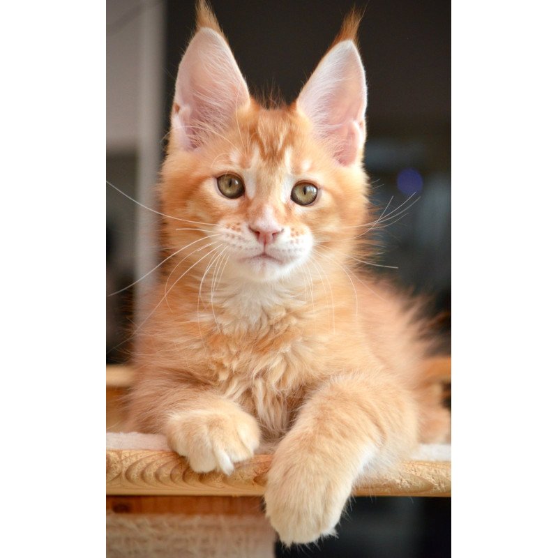 Maine Coon NOV Ylariel