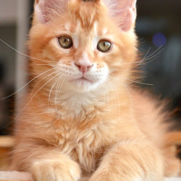 Maine Coon NOV Ylariel