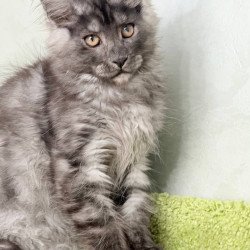 Maine Coon NOV Katherine
