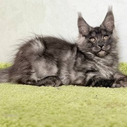 Maine Coon NOV Katherine