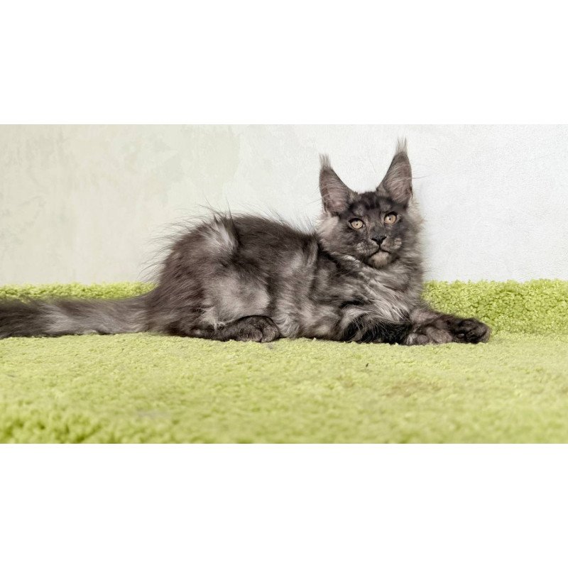 Maine Coon NOV Katherine