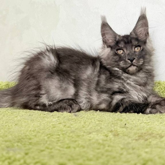 Maine Coon NOV Katherine