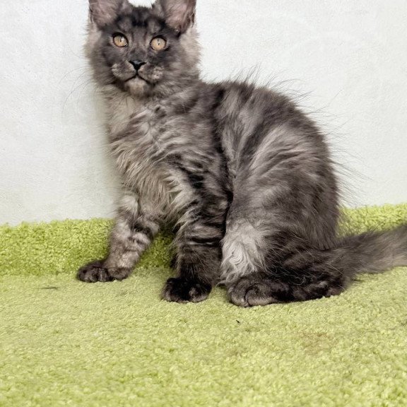 Maine Coon NOV Katherine
