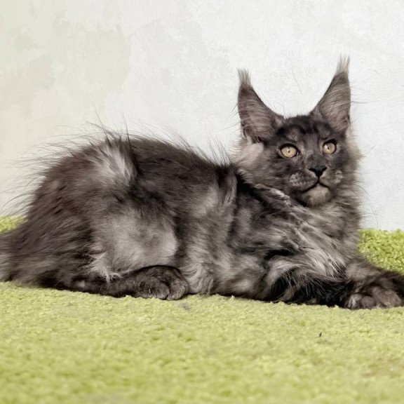 Maine Coon NOV Katherine