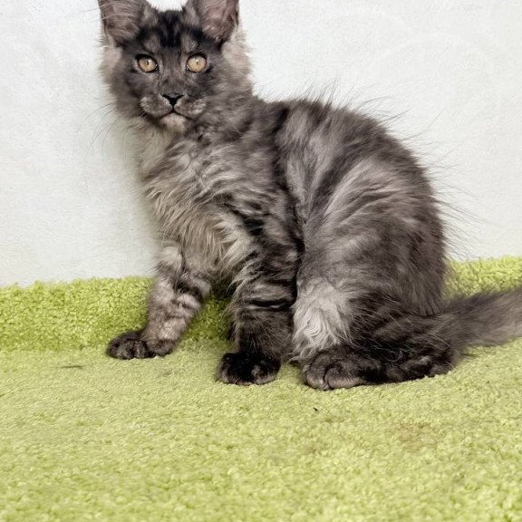 Maine Coon NOV Katherine