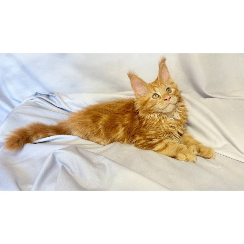 Maine Coon NOV Mufasa Polydactyl