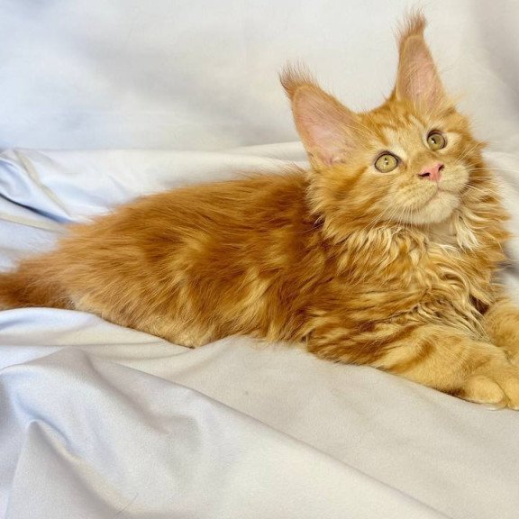 Maine Coon NOV Mufasa Polydactyl