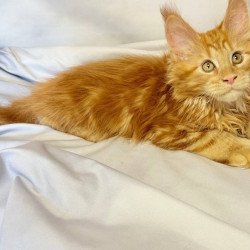 Maine Coon NOV Mufasa...