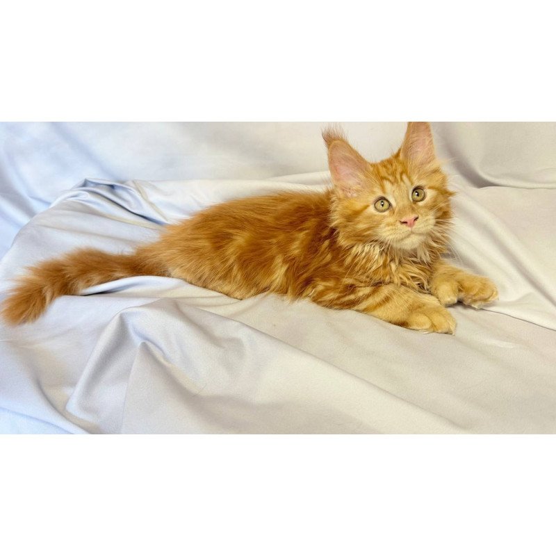 Maine Coon NOV Mufasa Polydactyl