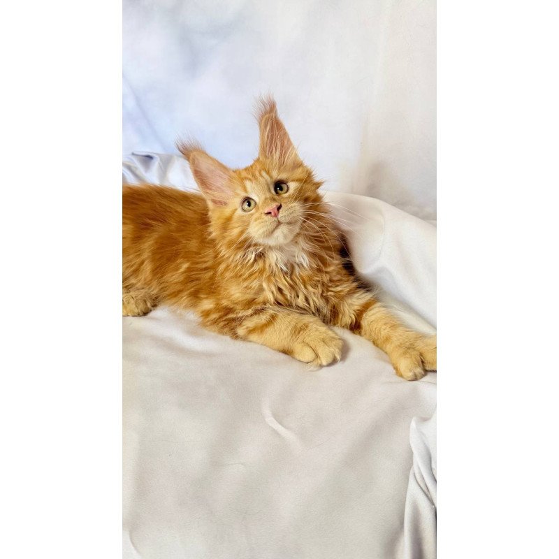 Maine Coon NOV Mufasa Polydactyl