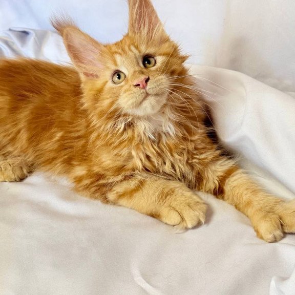 Maine Coon NOV Mufasa Polydactyl