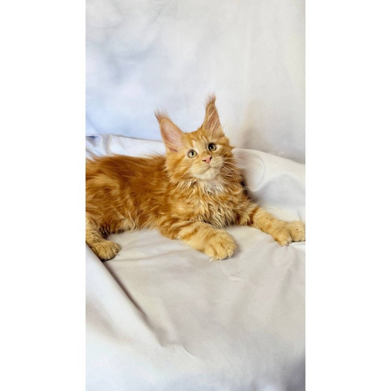 Maine Coon NOV Mufasa Polydactyl