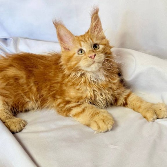 Maine Coon NOV Mufasa Polydactyl