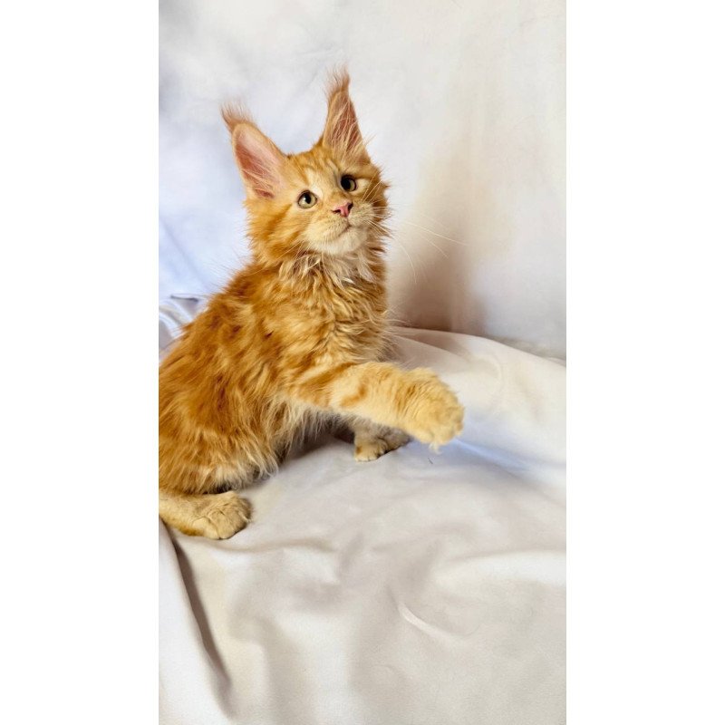 Maine Coon NOV Mufasa Polydactyl