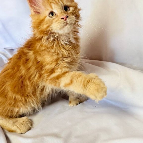 Maine Coon NOV Mufasa Polydactyl