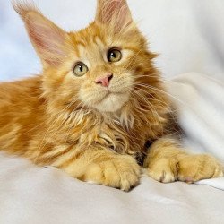 Maine Coon NOV Mufasa...