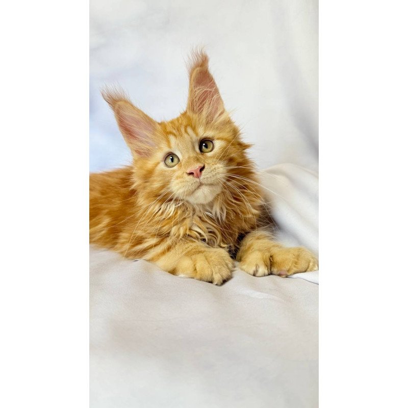 Maine Coon NOV Mufasa Polydactyl