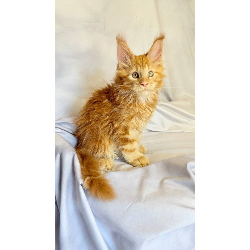 Maine Coon NOV Mufasa Polydactyl