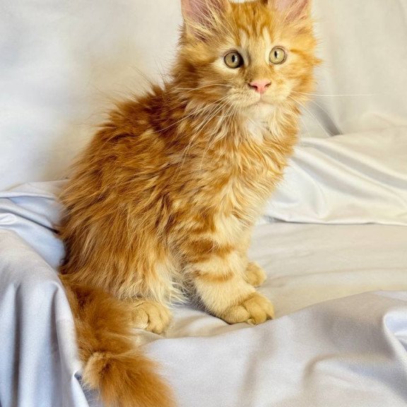 Maine Coon NOV Mufasa Polydactyl