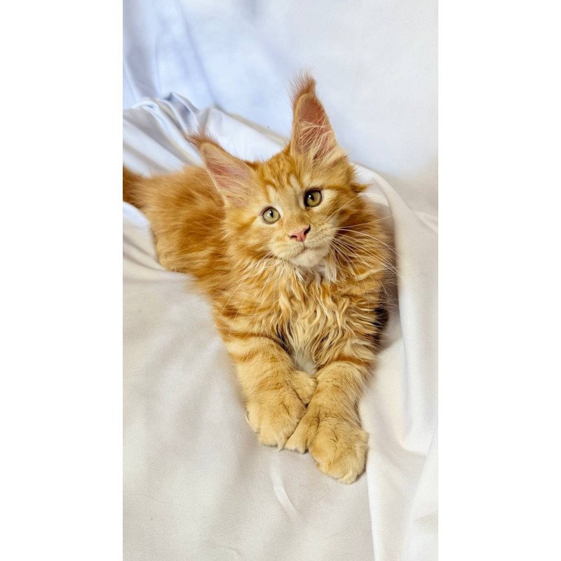 Maine Coon NOV Mufasa Polydactyl