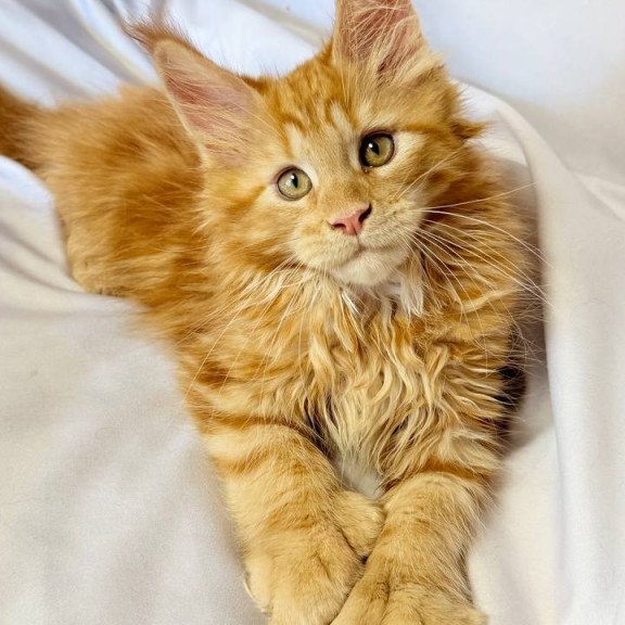 Maine Coon NOV Mufasa Polydactyl
