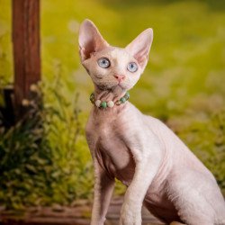 Devon Rex NOV Ice Berry
