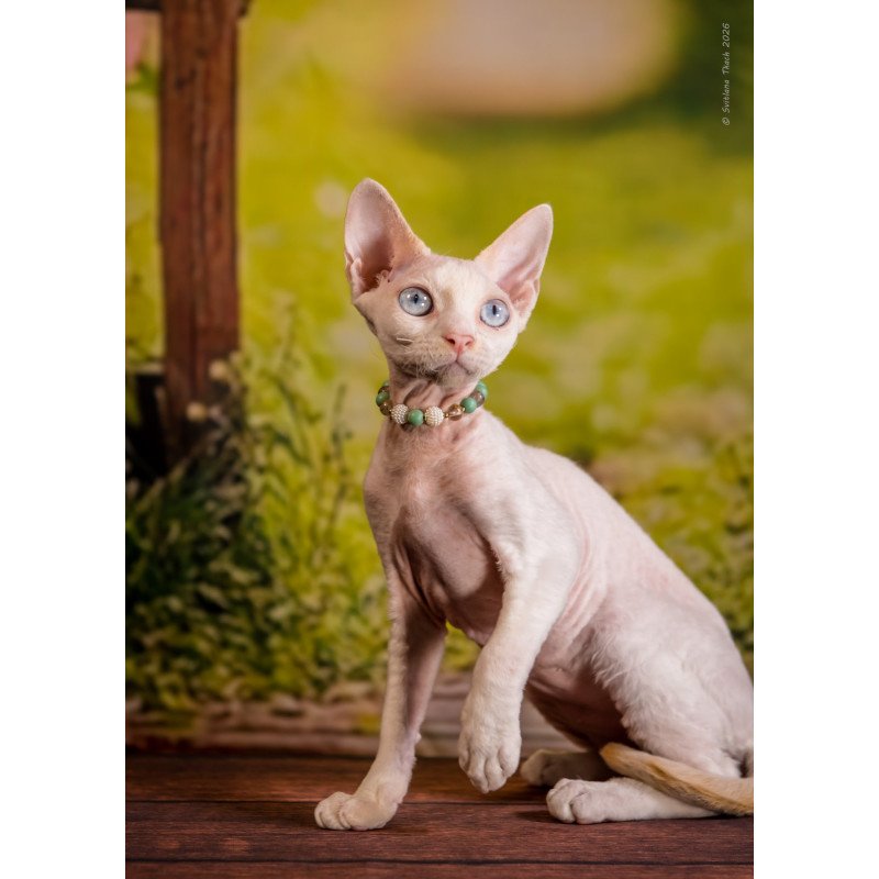 Devon Rex NOV Ice Berry