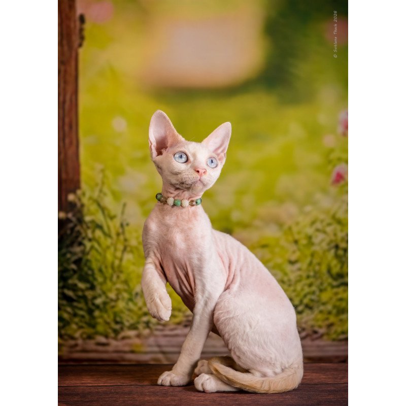Devon Rex NOV Ice Berry