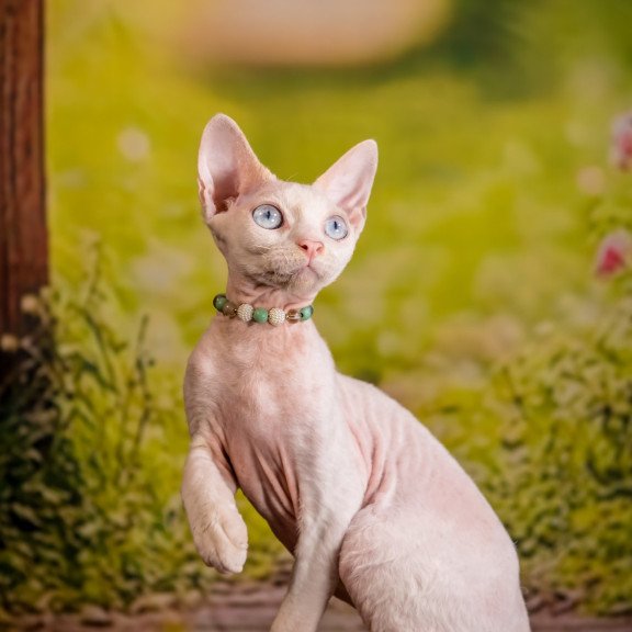 Devon Rex NOV Ice Berry