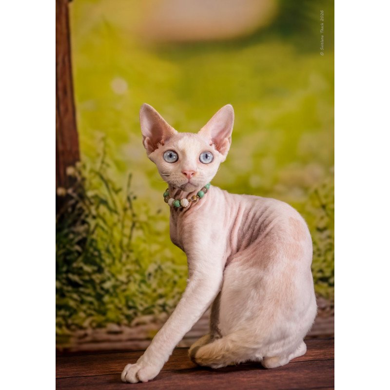 Devon Rex NOV Ice Berry