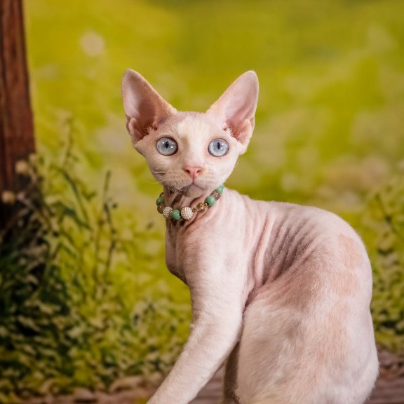 Devon Rex NOV Ice Berry