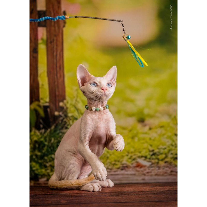 Devon Rex NOV Ice Berry