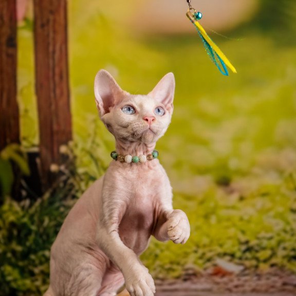 Devon Rex NOV Ice Berry