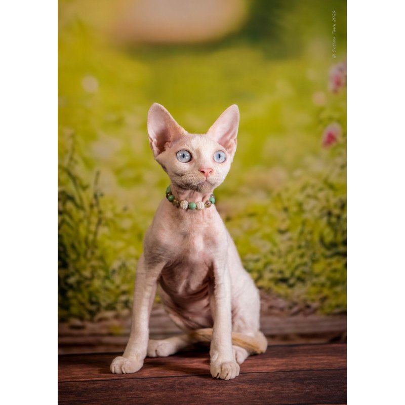 Devon Rex NOV Ice Berry