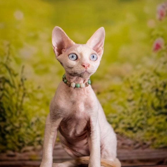 Devon Rex NOV Ice Berry