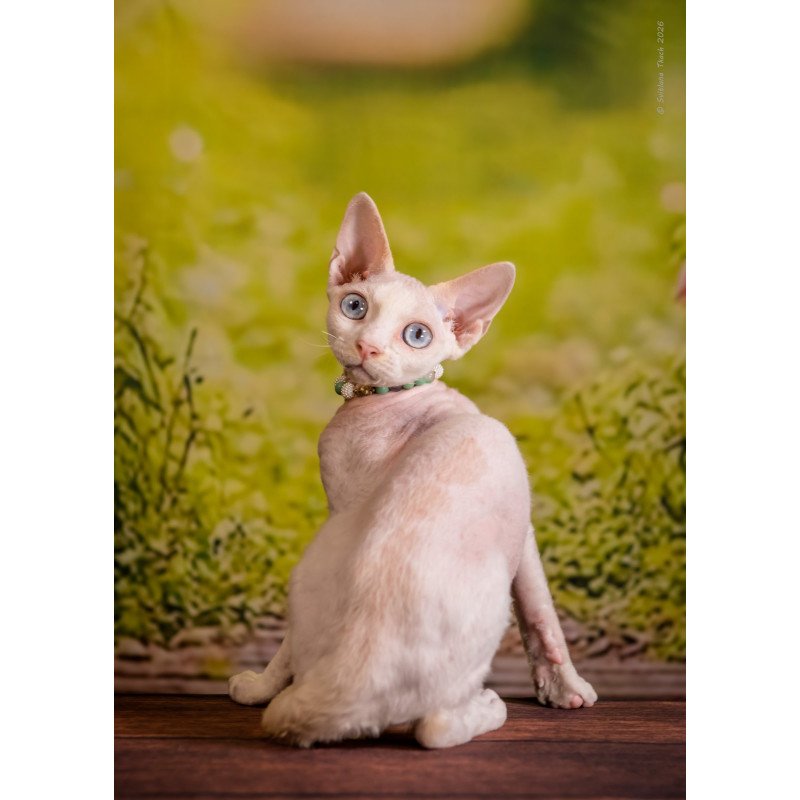 Devon Rex NOV Ice Berry