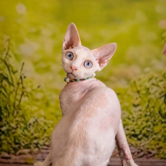 Devon Rex NOV Ice Berry