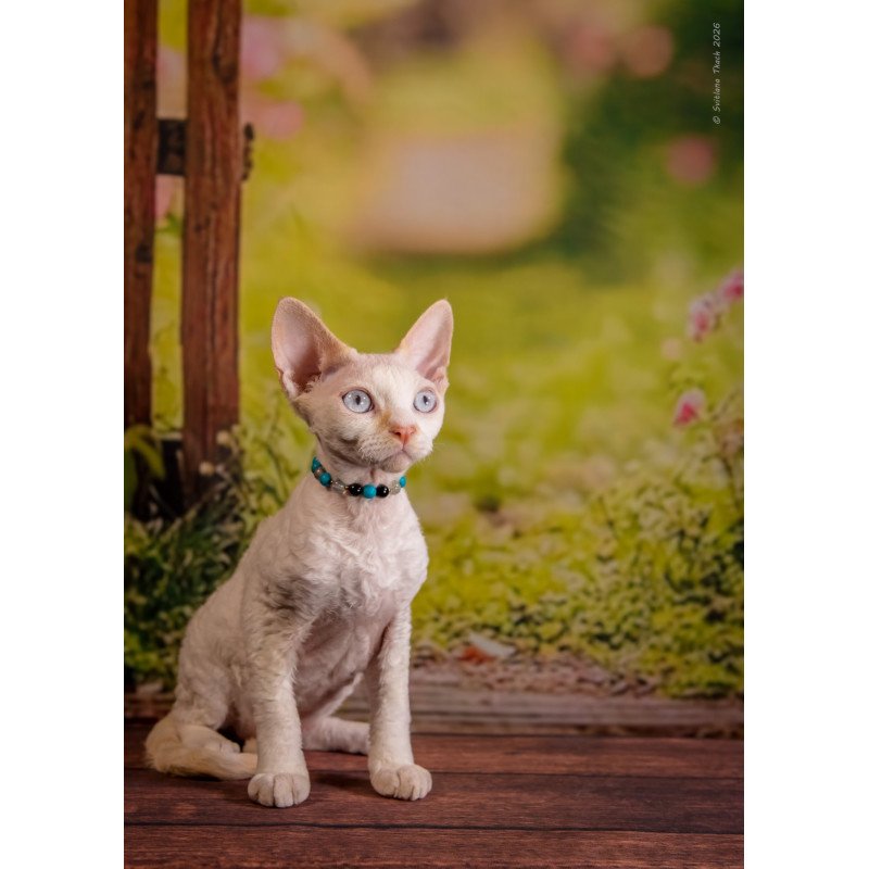 Devon Rex NOV Ice Cream