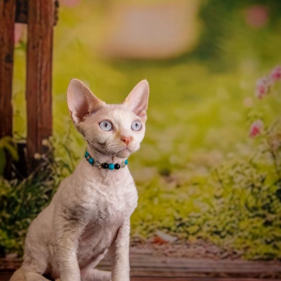 Devon Rex NOV Ice Cream