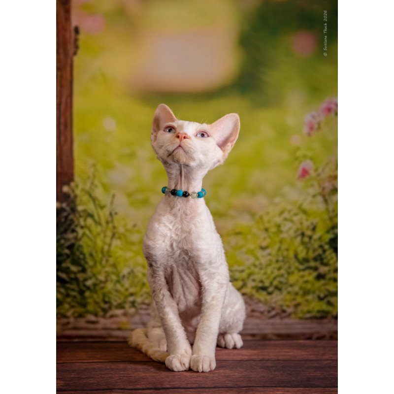 Devon Rex NOV Ice Cream