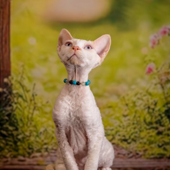 Devon Rex NOV Ice Cream