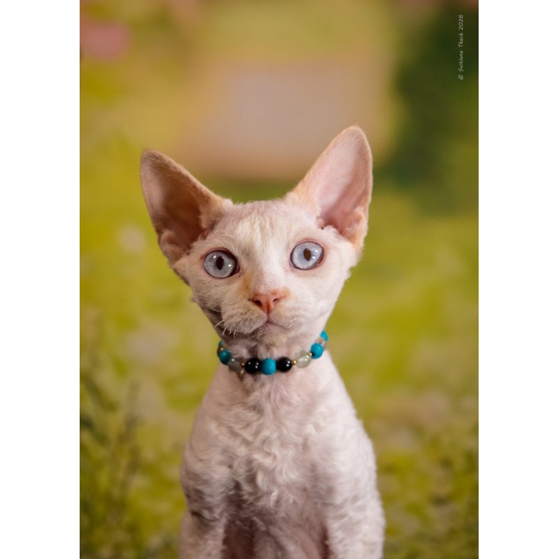 Devon Rex NOV Ice Cream