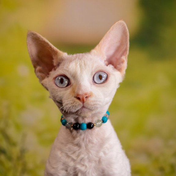 Devon Rex NOV Ice Cream